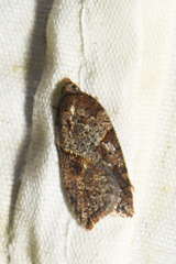 Acleris maccana