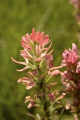 Castilleja purpurea