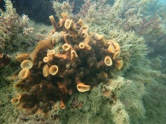 Schizoporella errata