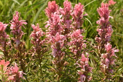 Castilleja purpurea
