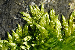 Brachythecium rutabulum