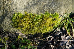 Brachythecium rutabulum