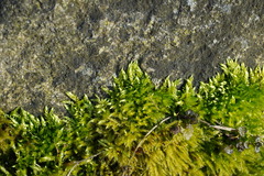 Brachythecium rutabulum