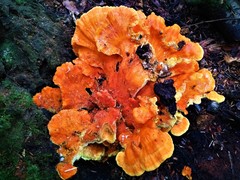 Laetiporus conifericola image