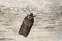 Acleris celiana