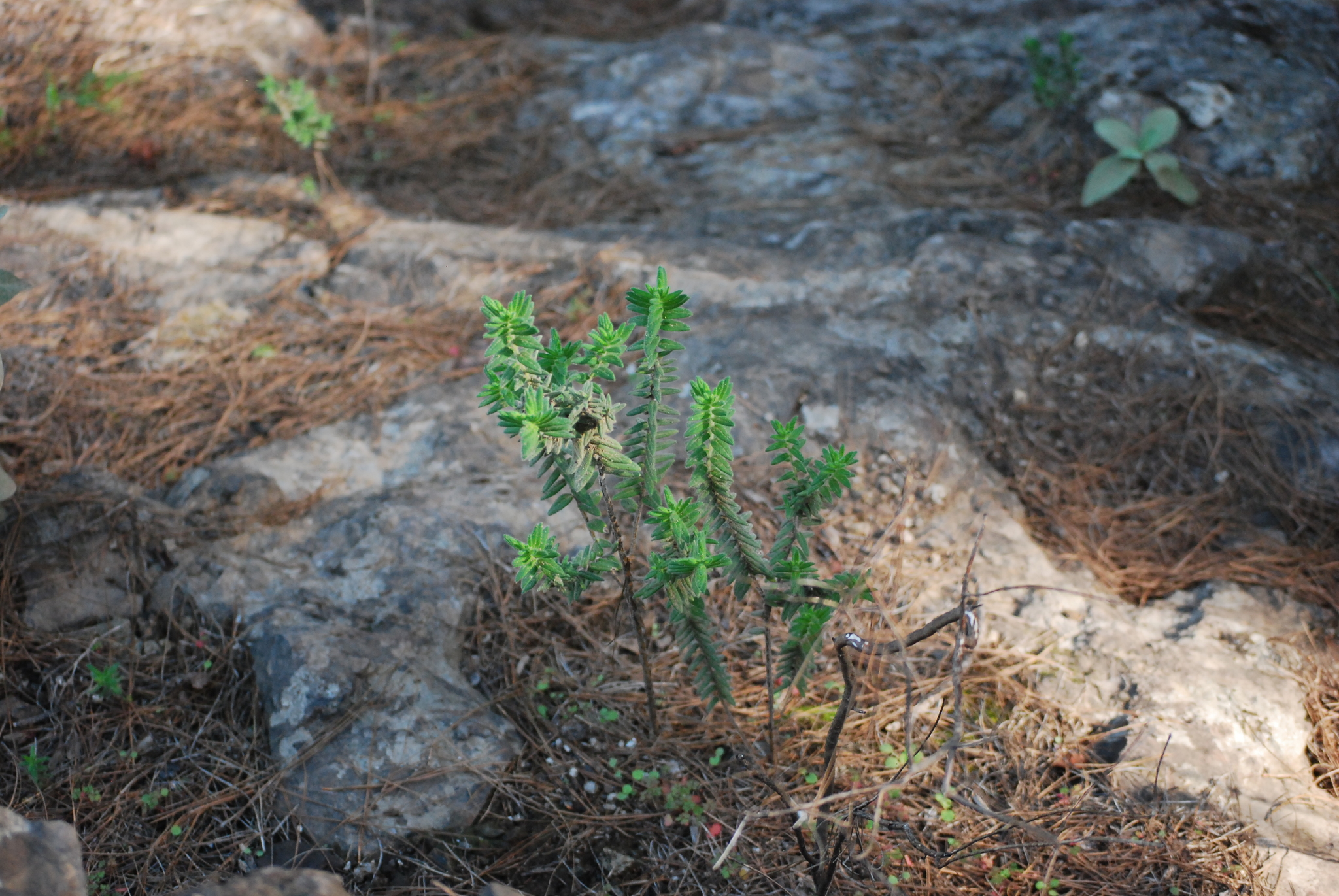 Micromeria pineolens