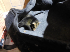 Didelphis pernigra