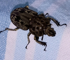 Ryssonotus nebulosus