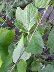 Pueraria montana