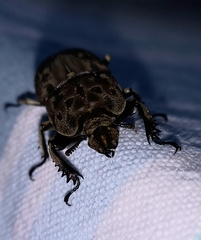 Ryssonotus nebulosus