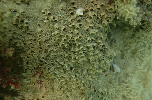 Sabellaria spinulosa image