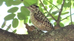 Dryobates mixtus