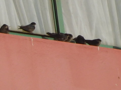 Orochelidon murina