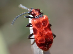 Lemodes coccinea