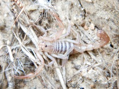 Vaejovidae