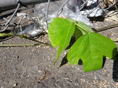 Pueraria montana
