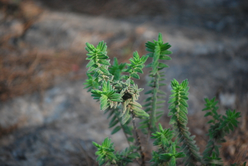 Micromeria pineolens, photograph 5
