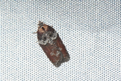 Acleris celiana
