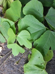 Pueraria montana