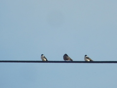Pygochelidon cyanoleuca