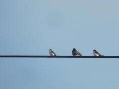 Pygochelidon cyanoleuca