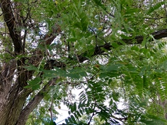 Robinia pseudoacacia