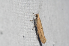 Ypsolopha