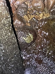 Amolops hongkongensis