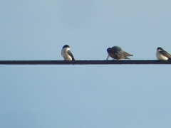 Pygochelidon cyanoleuca