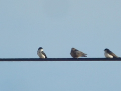 Pygochelidon cyanoleuca