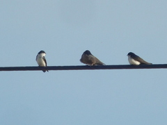 Pygochelidon cyanoleuca