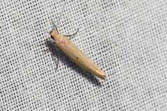 Ypsolopha