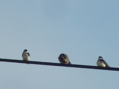 Pygochelidon cyanoleuca