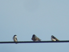 Pygochelidon cyanoleuca