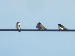 Pygochelidon cyanoleuca