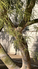 Parkinsonia aculeata