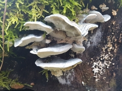 Fungi