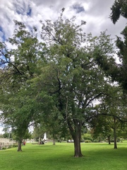 Robinia pseudoacacia
