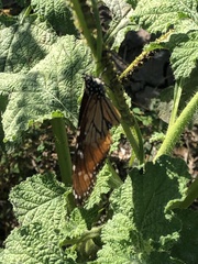 Danaus eresimus montezuma