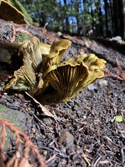 Omphalotus olivascens