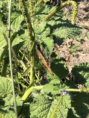 Danaus eresimus montezuma