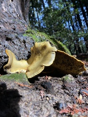 Omphalotus olivascens