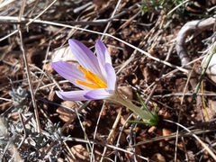 Crocus versicolor