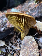 Omphalotus olivascens