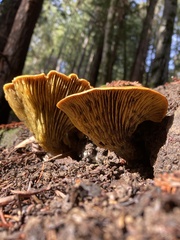Omphalotus olivascens