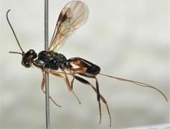 Vadumasonium vardyorum