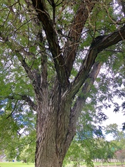 Robinia pseudoacacia