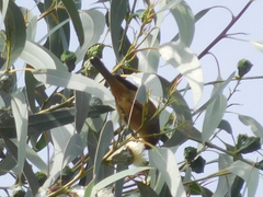 Conirostrum cinereum