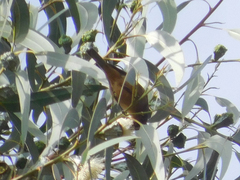 Conirostrum cinereum