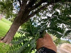 Robinia pseudoacacia